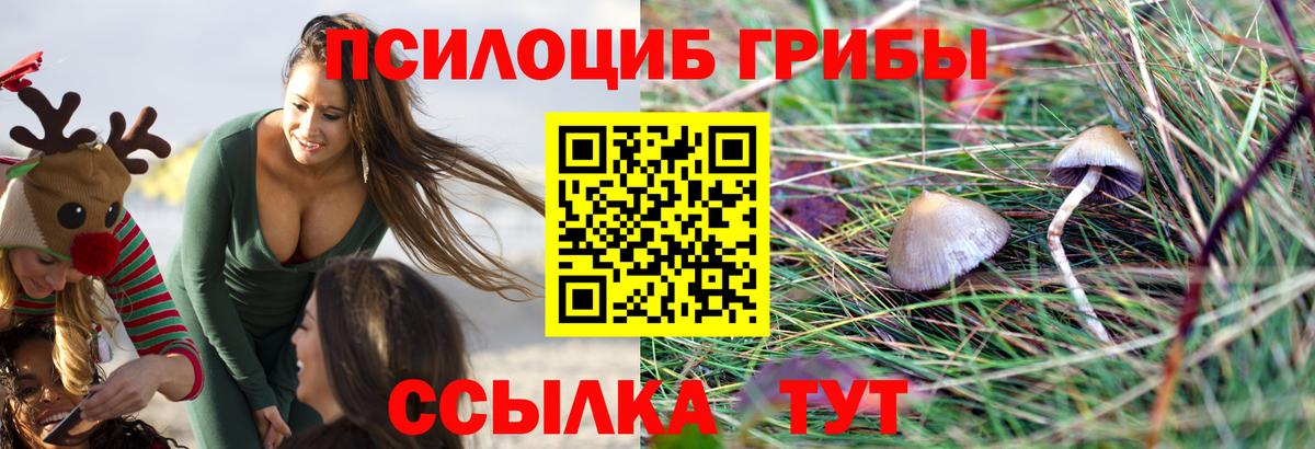 Михайловск  дарнет шоп  Вход с VPN  Псилоцибиновые грибы Cubensis 